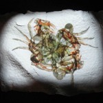 Molting, Video projection on handmade paper, 4' x 6', 2010.